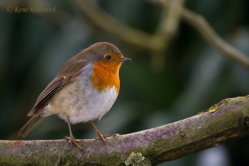 Roodborst / European Robin