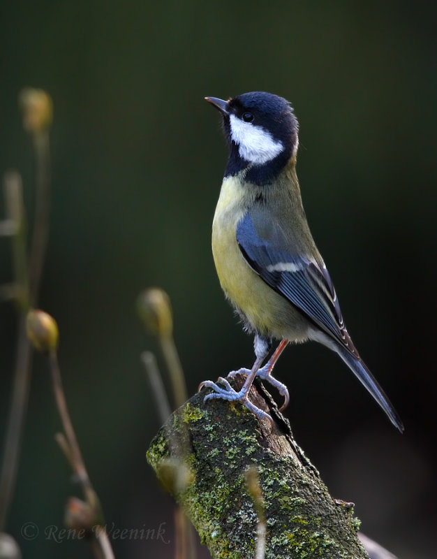 Koolmees / Great Tit