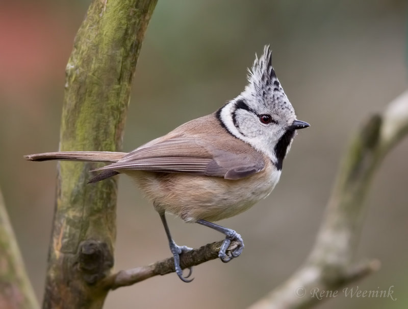 Kuifmees / Crested Tit