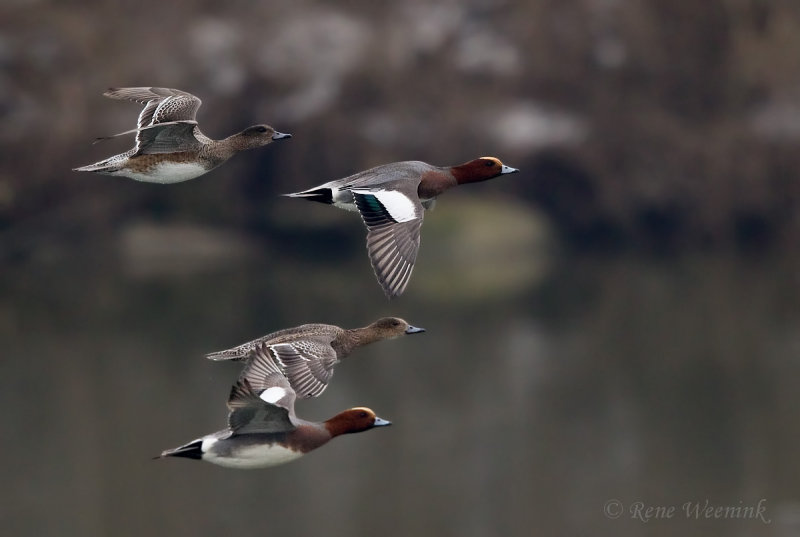 Smient / Eurasian Wigeon