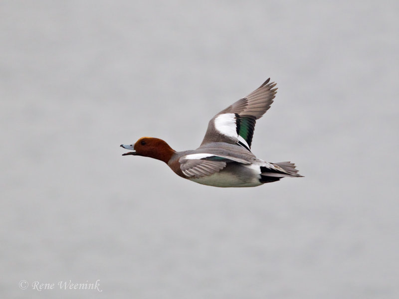 Smient / Eurasian Wigeon