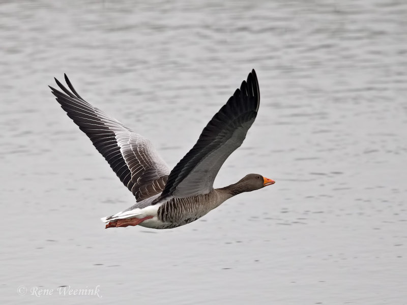 Grauwe Gans / Greylag Goose