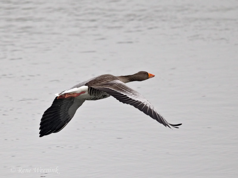 Grauwe Gans / Greylag Goose