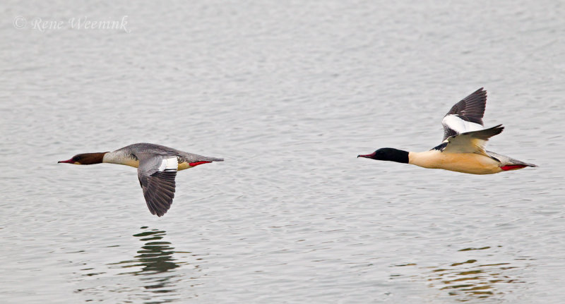 Grote Zaagbek / Goosander