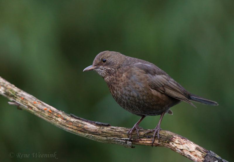 Merel / Common Blackbird