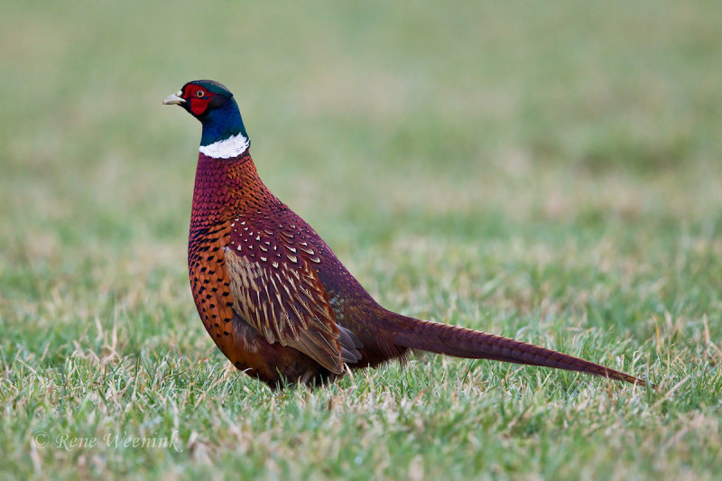 Fazant / Common Pheasant