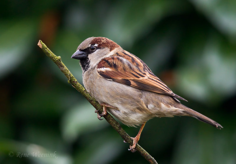 Huismus / House Sparrow