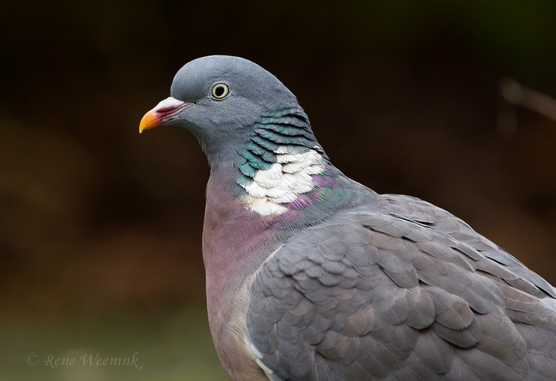 Houtduif / Common Wood Pigeon