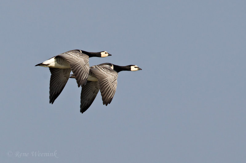 Brandgans / Barnacle Goose