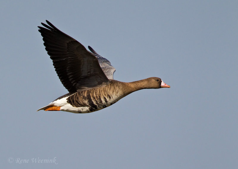 Kolgans / Greater White-fronted Goose
