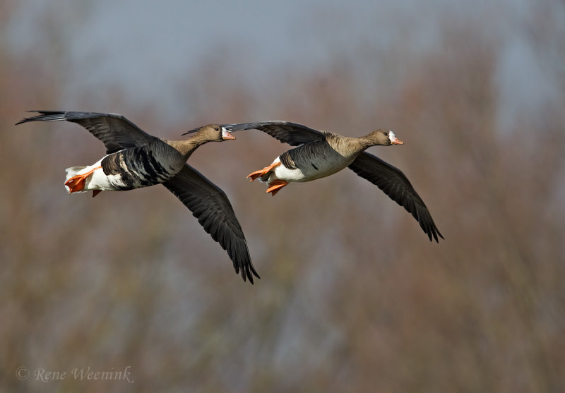 Kolgans / Greater White-fronted Goose