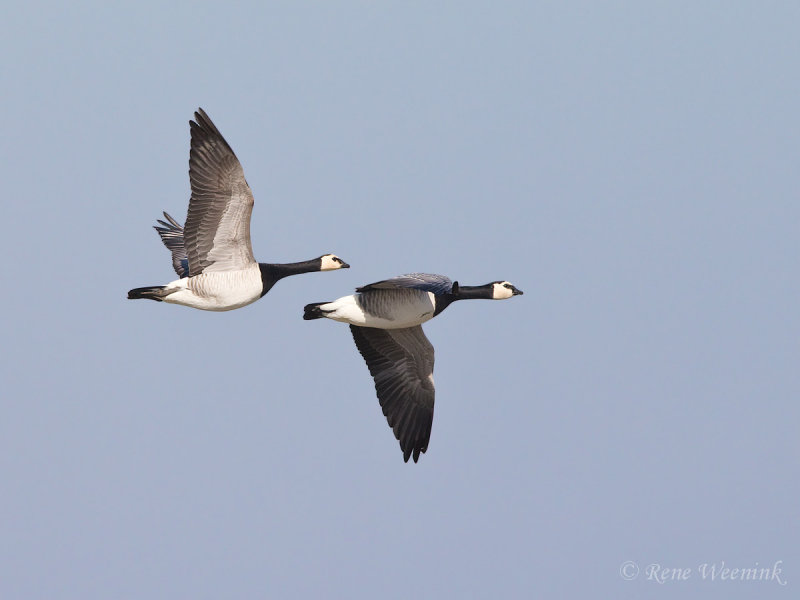 Brandgans / Barnacle Goose