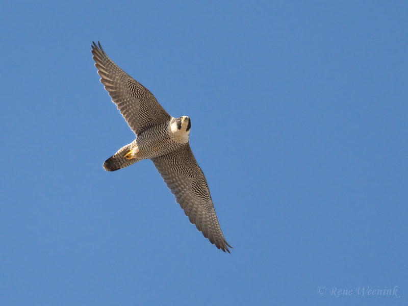Slechtvalk / Peregrine Falcon