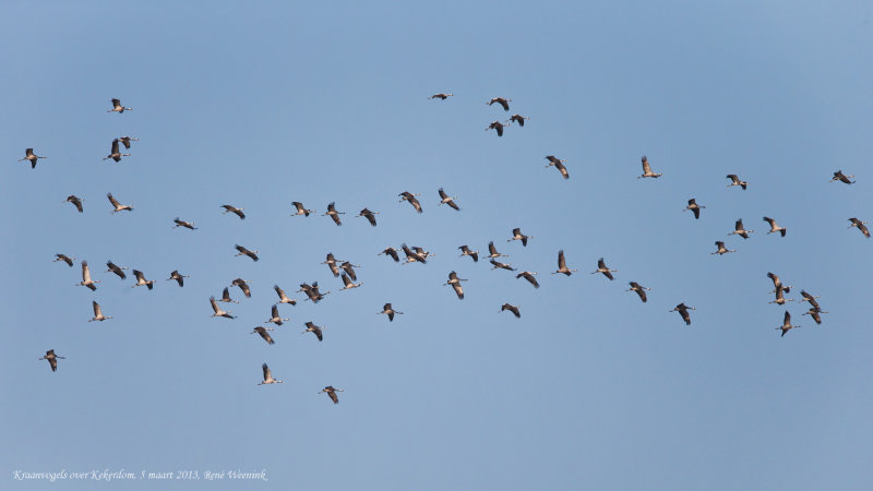 Kraanvogel / Common Crane