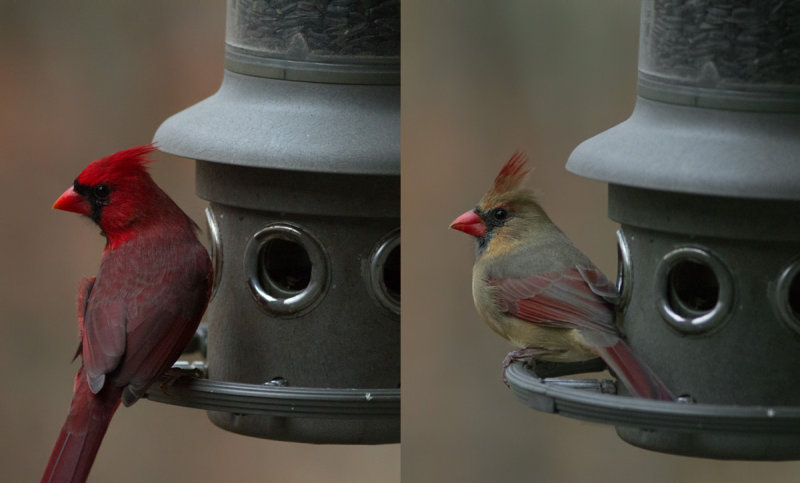 _MG_1369 Mr and Mrs Cardinal