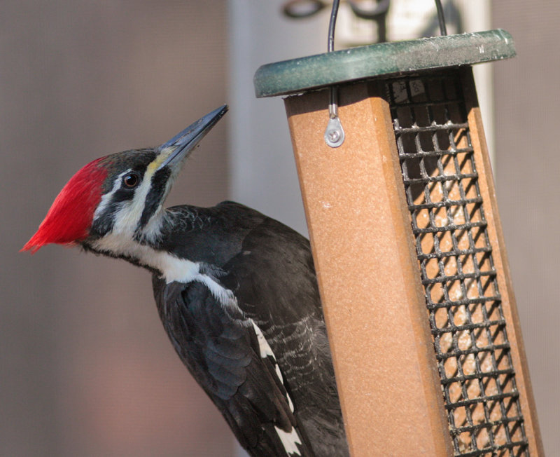 _MG_3068 Female Pileated