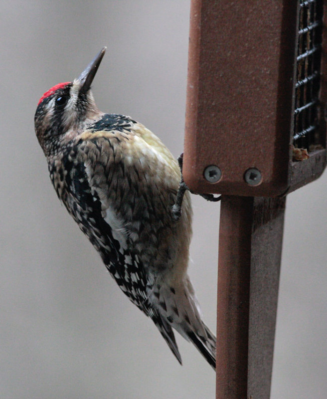 _MG_3172 Yellow Bellied Sapsucker