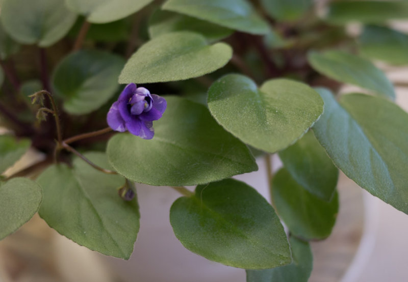 P1080475 First Bloom