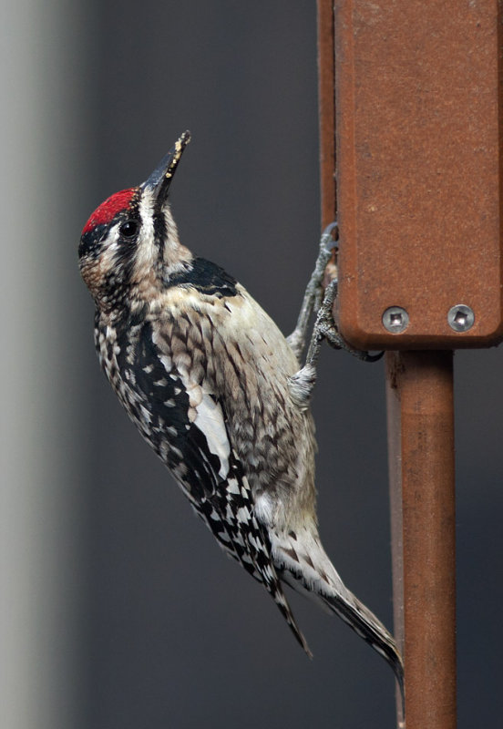 _MG_3372 Yellow Bellied Sapsucker