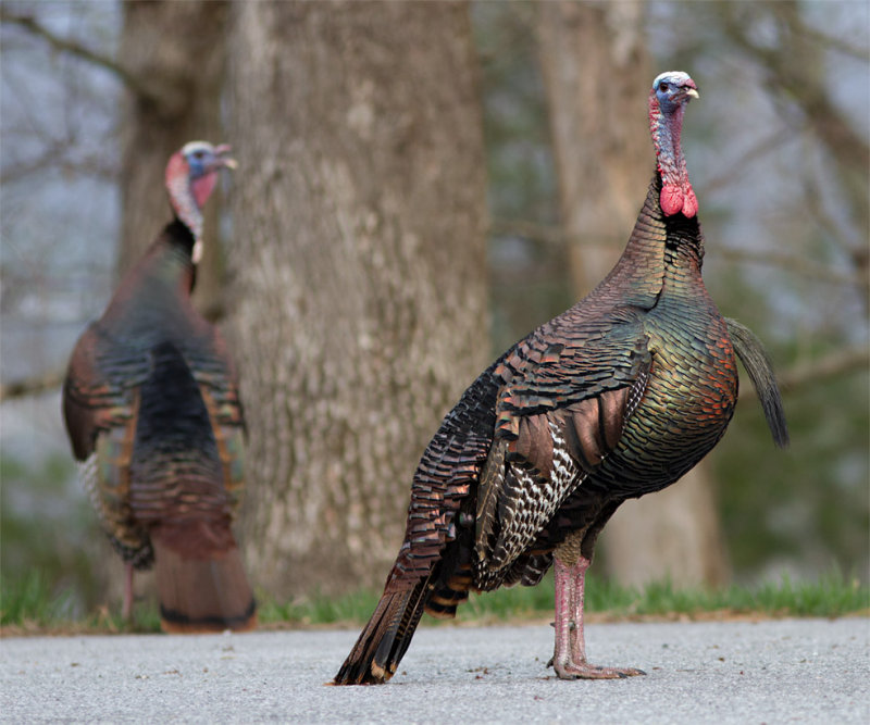 _MG_8015 Male Turkey Spring Finery.jpg