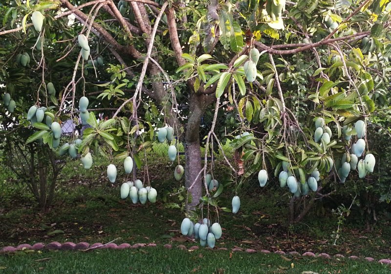 Mangos on my sisters tree