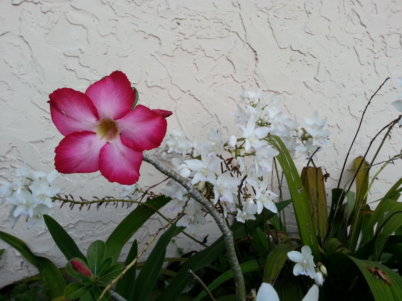 Flowers in my sisters entryway