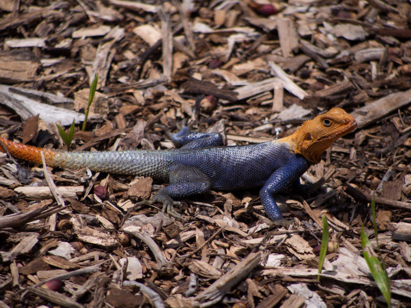 P4230290 Ive been told its an agama agama, a non native