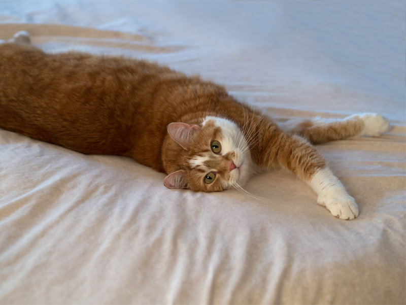 _4270031 Enjoying the soft bed