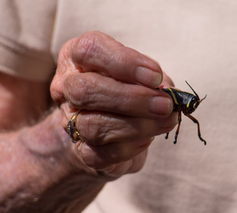 P4230224 Hand and Cricket.