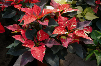 P1070226 Variegated Poinsettia