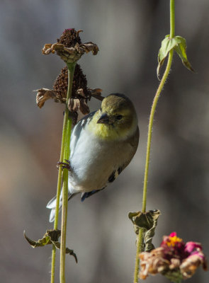 _MG_1457 American Goldfinch on Zinnia Stems