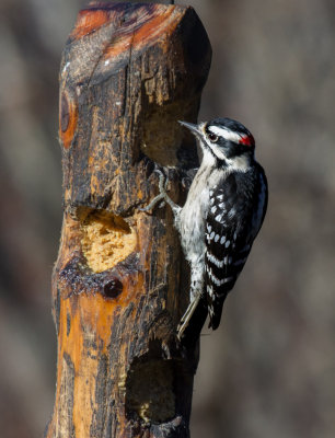 _MG_1598 Male Downy Woodpecker