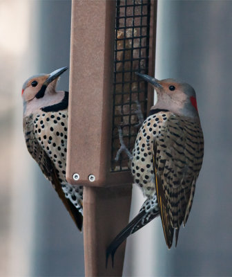 Bookends - Male and Female North Flickers