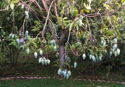 Mangos on my sister's tree