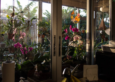 P4240341 Orchids through my sister's kitchen window