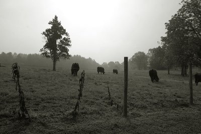 3613Foggy Mountain Morning