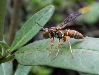8-31 001 Paper Wasp