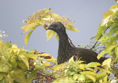 Andean Guan.jpg