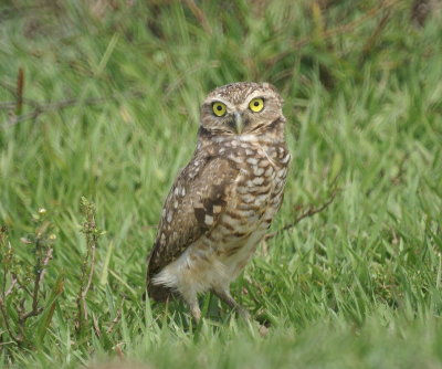 Burrowing Owl.jpg