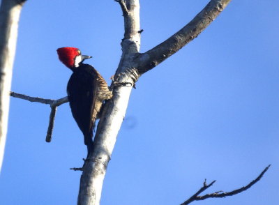 Crimson-crested Woodpecker.jpg