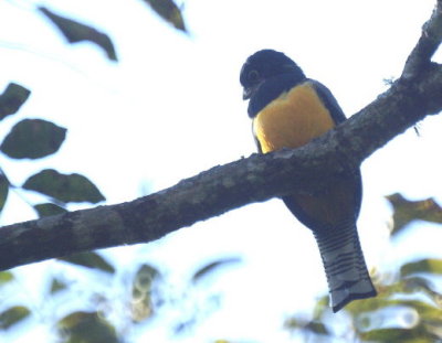 Gartered Trogon.jpg