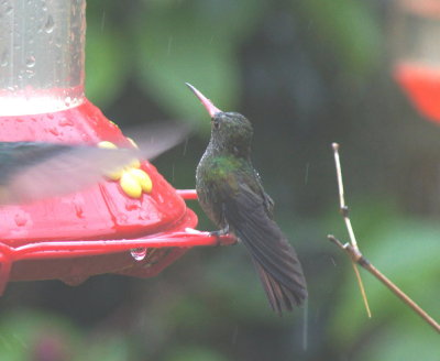 Indigo-capped Hummingbird.jpg