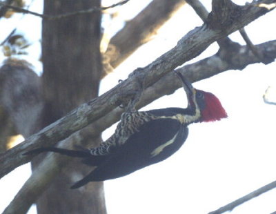 Lineated Woodpecker.jpg