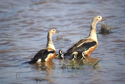 Orinoco Goose.jpg