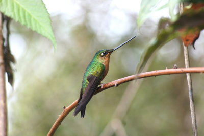 White-tailed Starfrontlet female.jpg