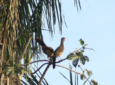 Rufous-vented Chacalacca2.jpg