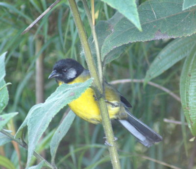 Santa Marta Brush-Finch.jpg