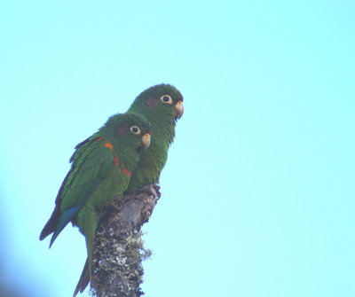 Santa Marta Parakeet.jpg
