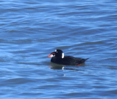 Birds of the Chesapeake Bay bridge-tunnel