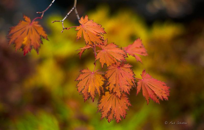 Late October at Kasugai